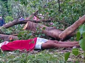 tree killed in Nepal
